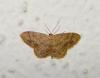 Idaea subsaturata